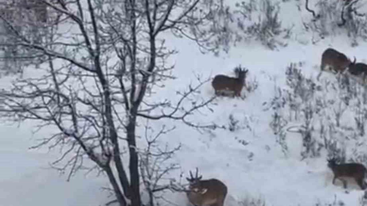 Siirt'te Koruma Altındaki Yaban Keçileri Sürü Halinde Görüntülendi