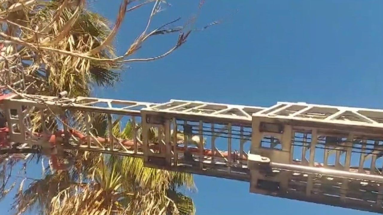 Silifke'de palmiye tepesindeki kedi itfaiye tarafından kurtarıldı