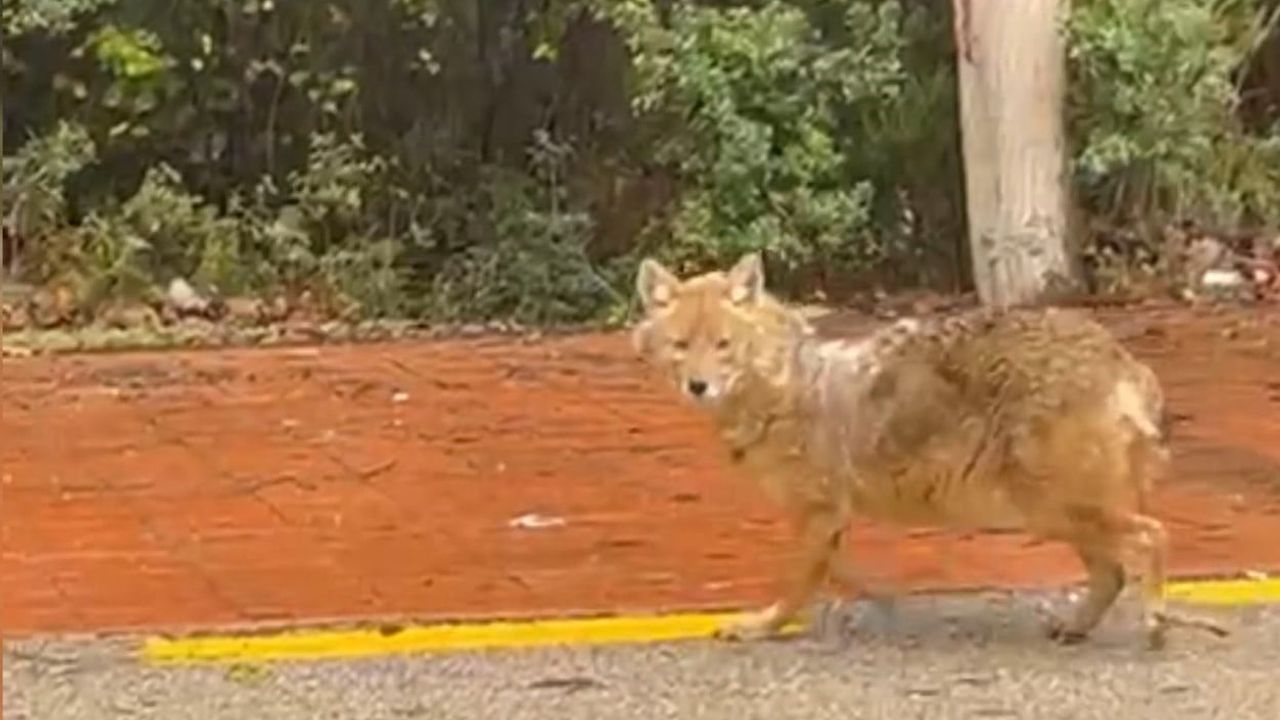Sinop Akliman'da 'gurme' çakal fındığı tercih etti