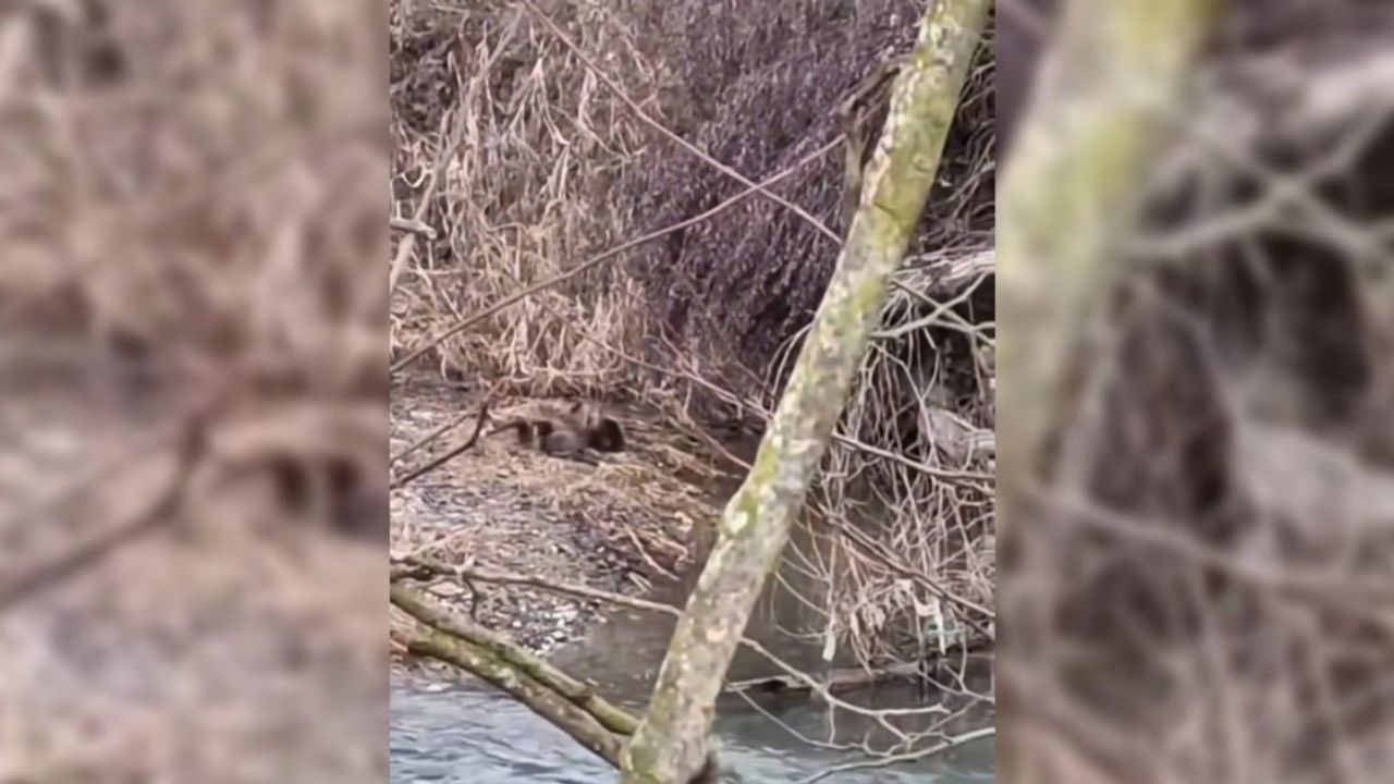 Sinop Boyabat Bağlıca kıyılarında 3 nesli tehlike altındaki su samuru görüldü