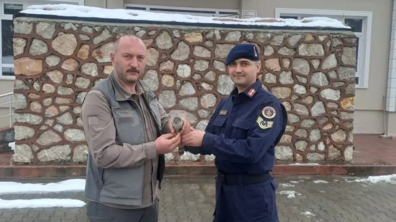 Sinop’ta jandarma yaralı kuşa umut oldu