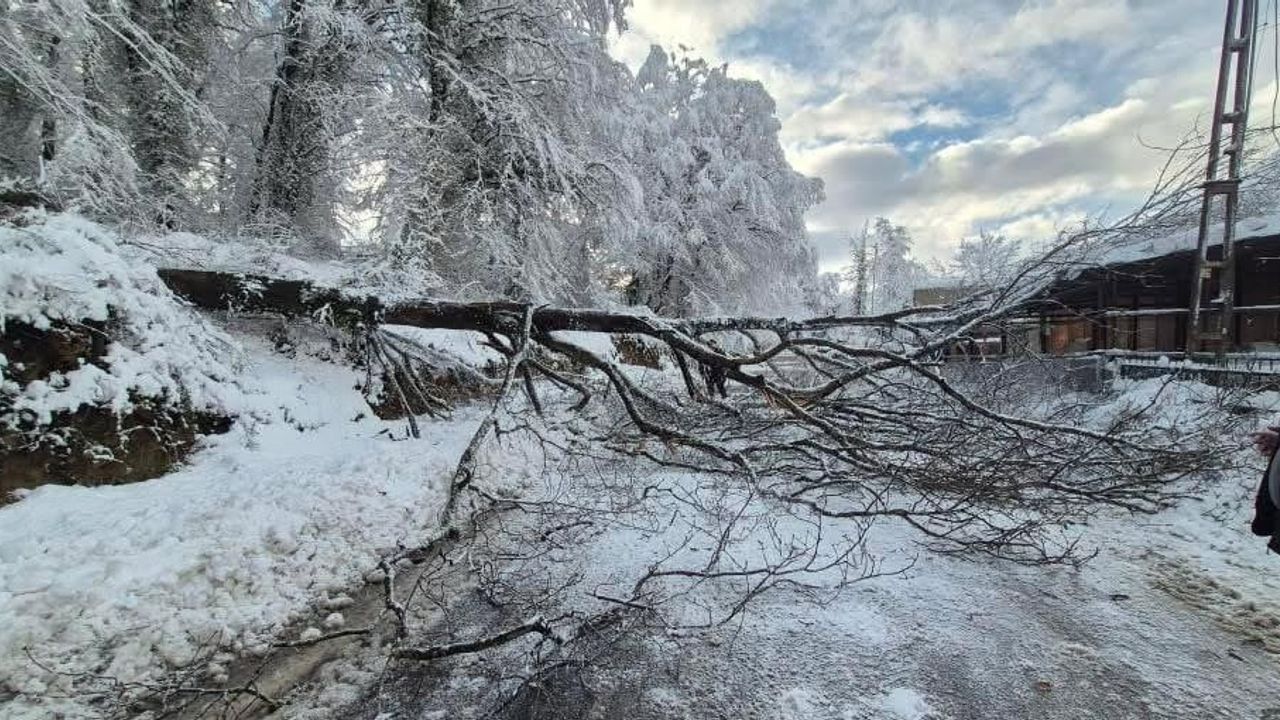 Sinop'ta Türkeli-Ayancık kara yolunu kapatan ağaç