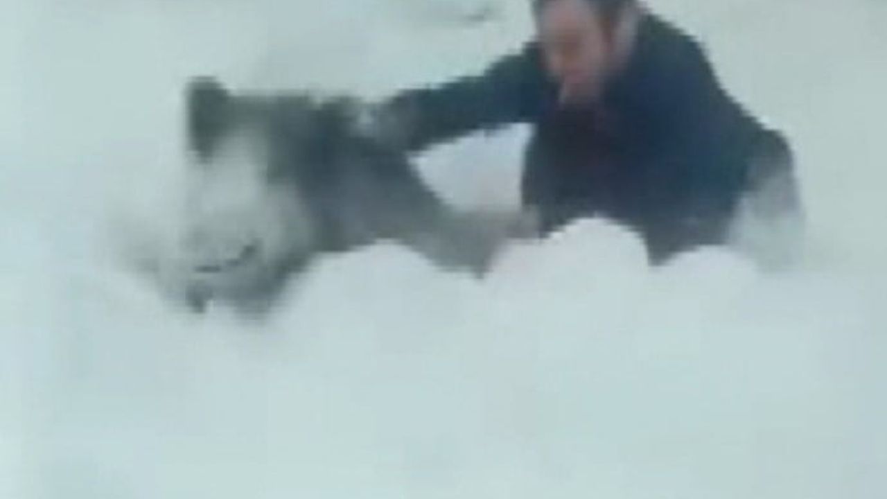 Sinop'ta vatandaş yaban domuzu sürüsünden yavru domuzu eliyle yakaladı