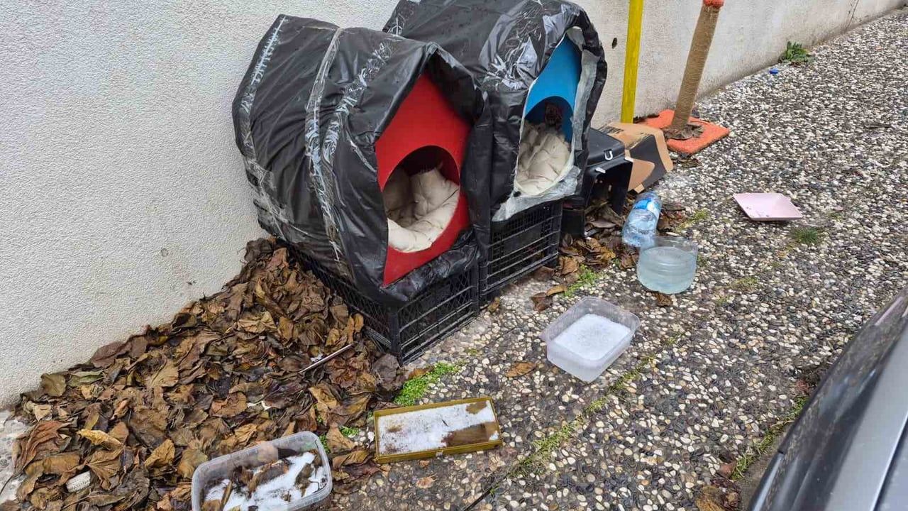 Şirintepe'de sokak kedilerine battaniyeli ve sıcak su torbalı yuvalar