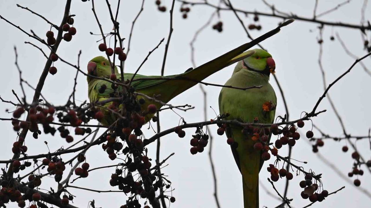 Şirintepe Mahallesi'nde papağan hareketliliği: Taşdelen Sokak'ta park mesken oldu
