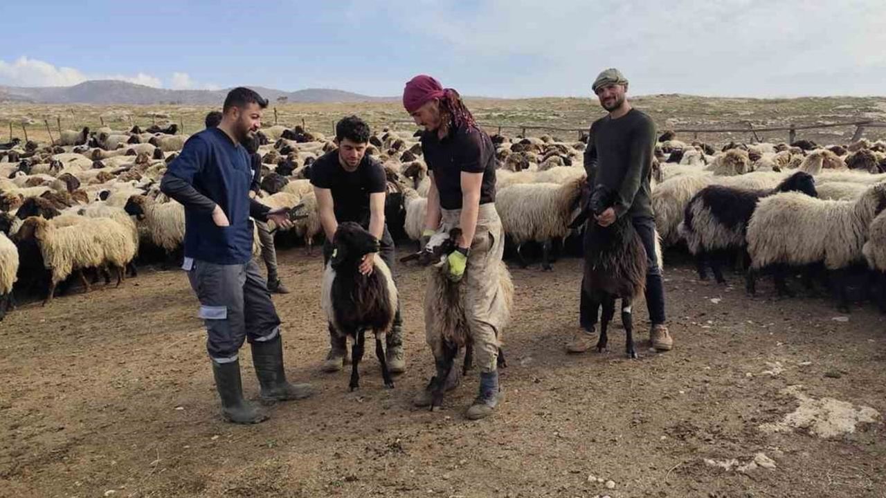 Şırnak'ta 2025'te hayvancılığa güçlü destek