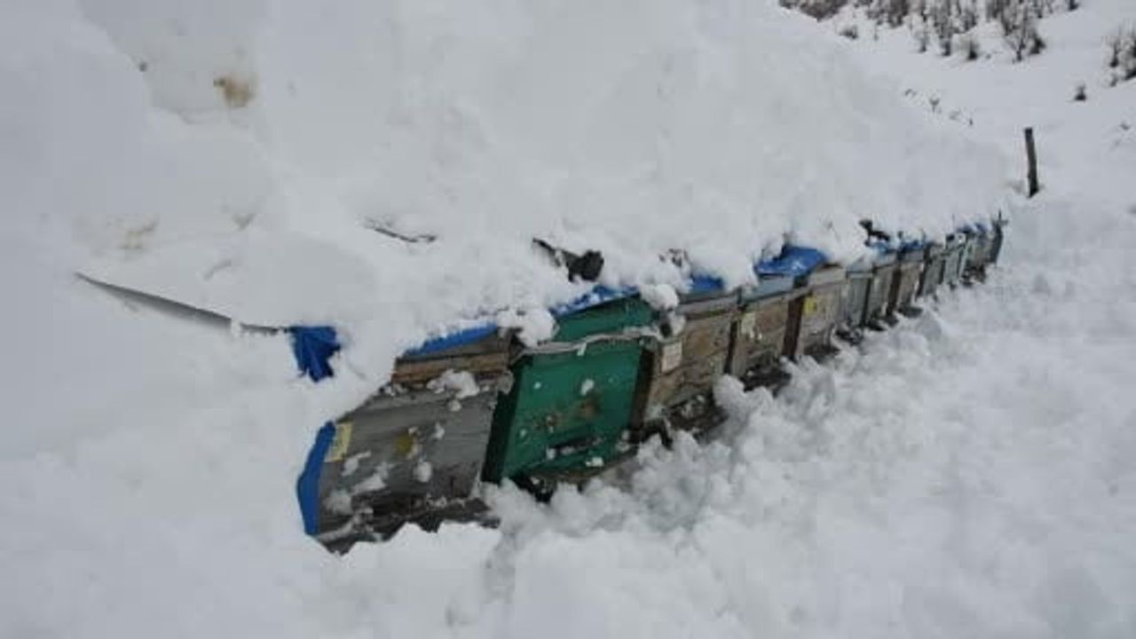 Şırnak’ta çığ altında kalan arı kovanları köylülerce çıkarıldı
