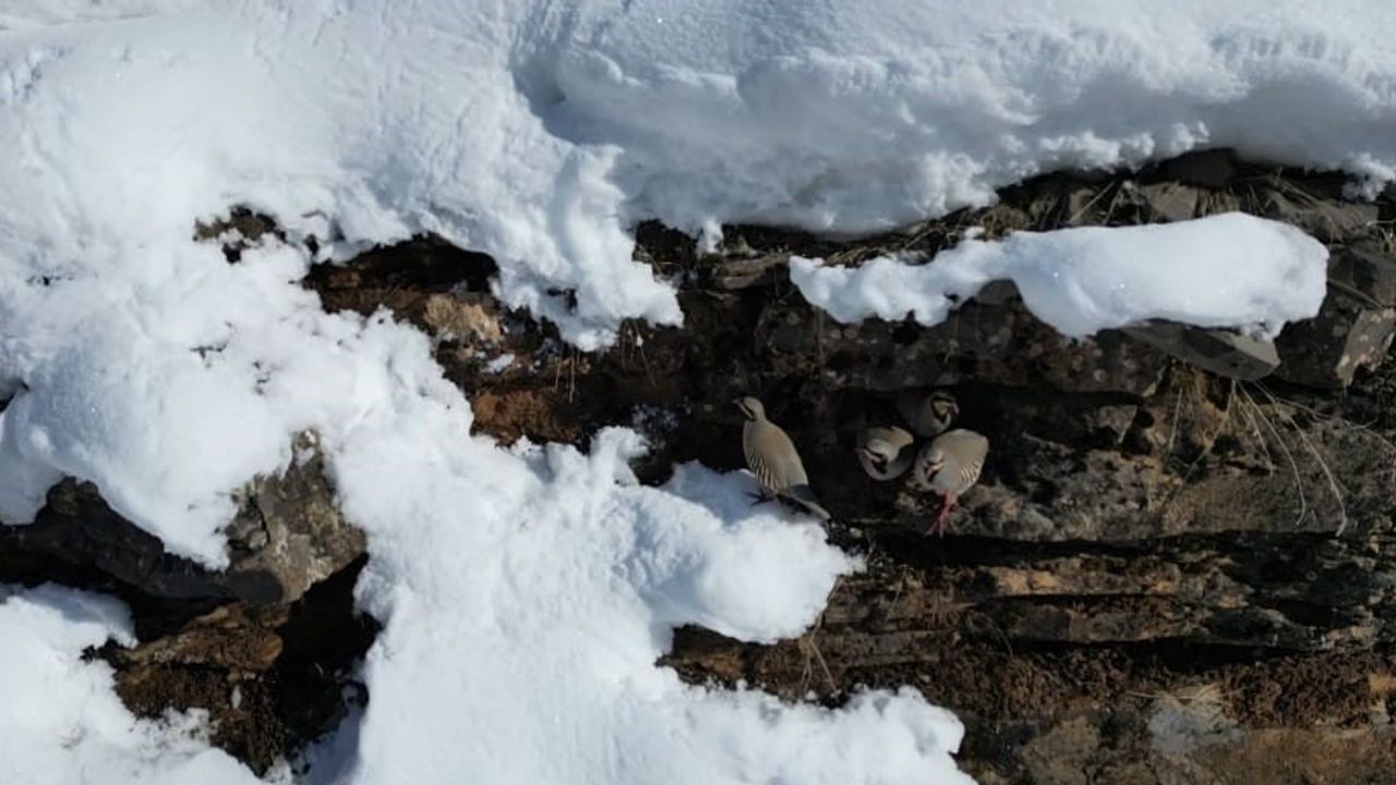Şırnak'ta keklik sürüleri yiyecek arayışı için sıcak alanlara indi