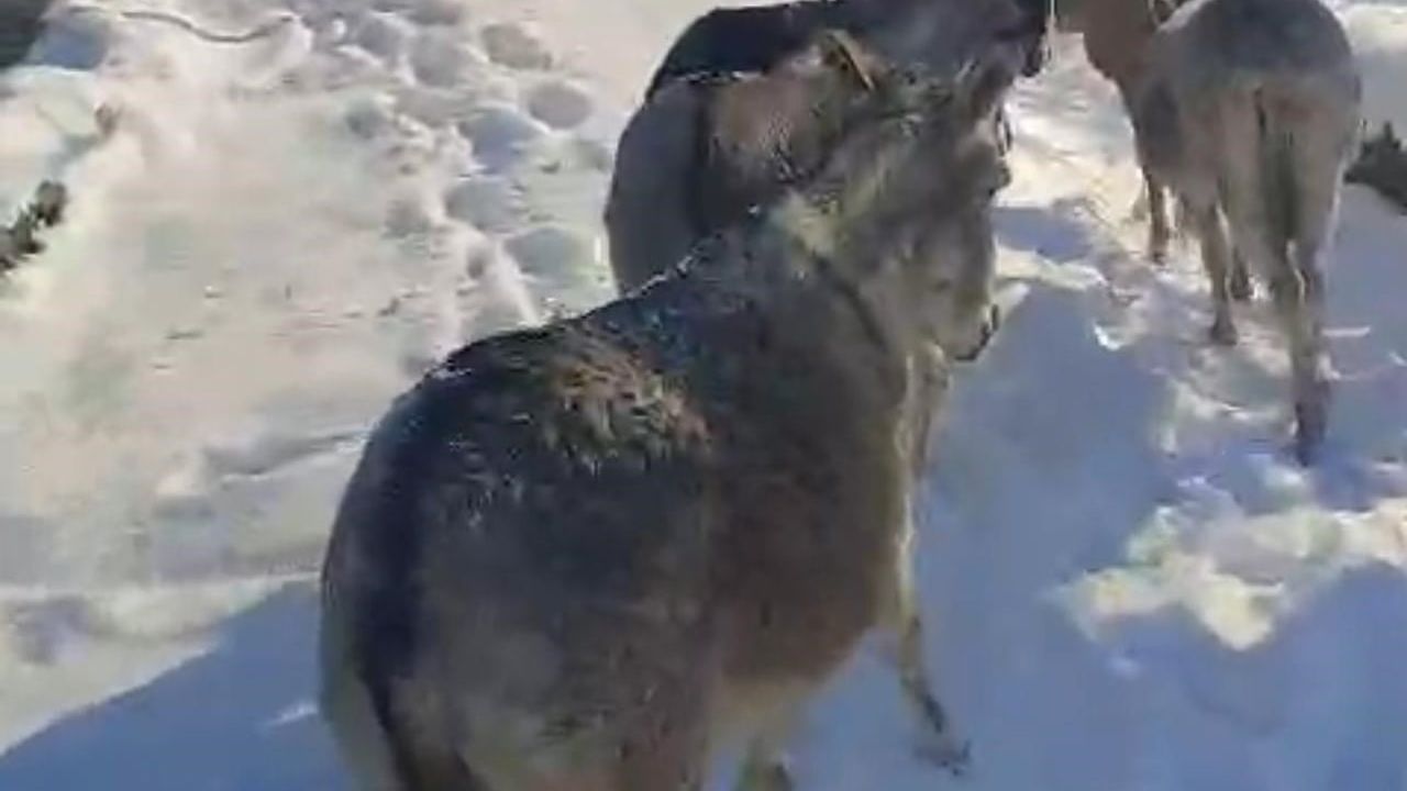 Şırnak'ta sokak hayvanları barınaklara alındı