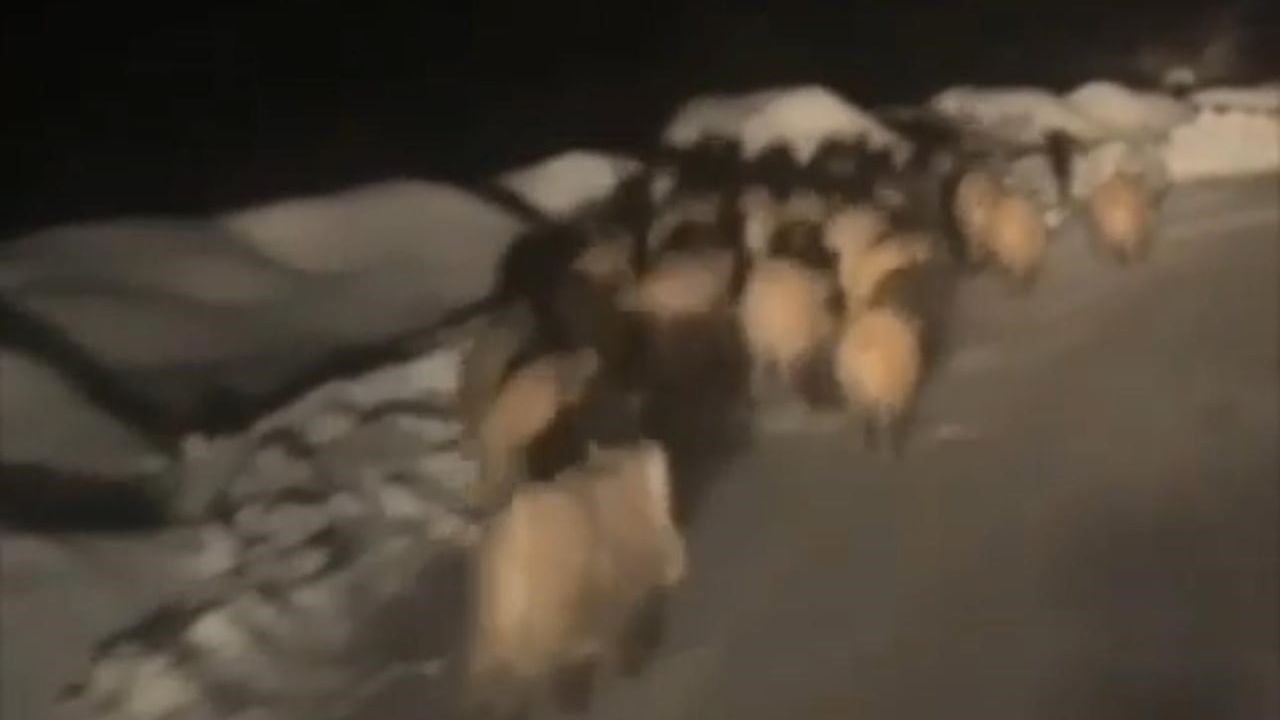 Şırnak’ta yiyecek arayan domuz sürüleri köylere indi