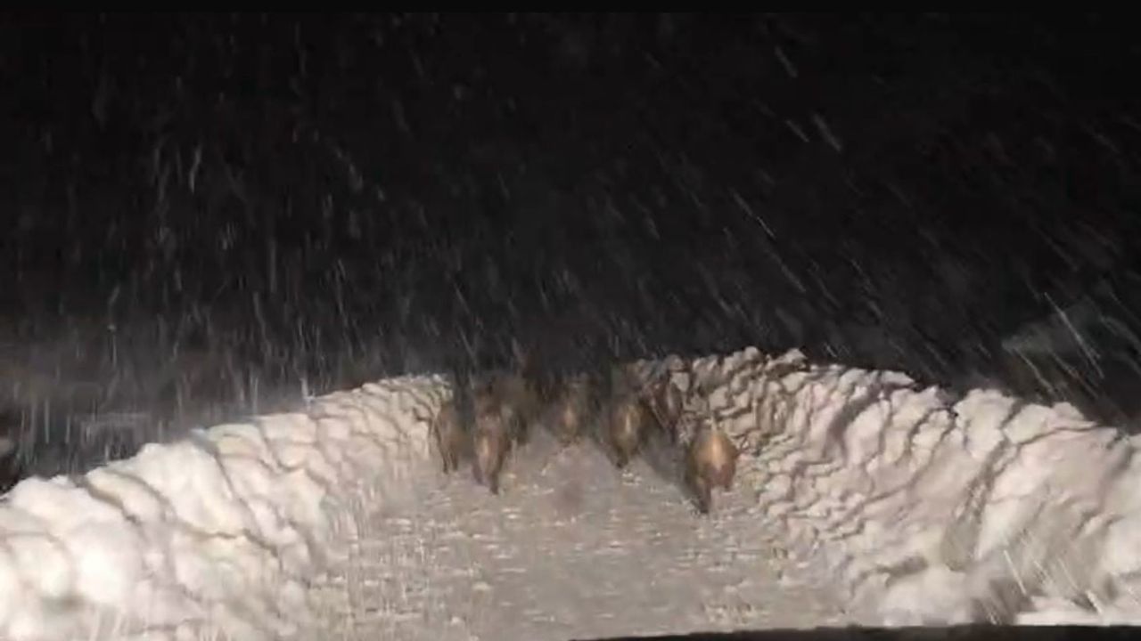 Şirvan'da yol açma çalışmasının önünden geçen yaban domuzu sürüsü