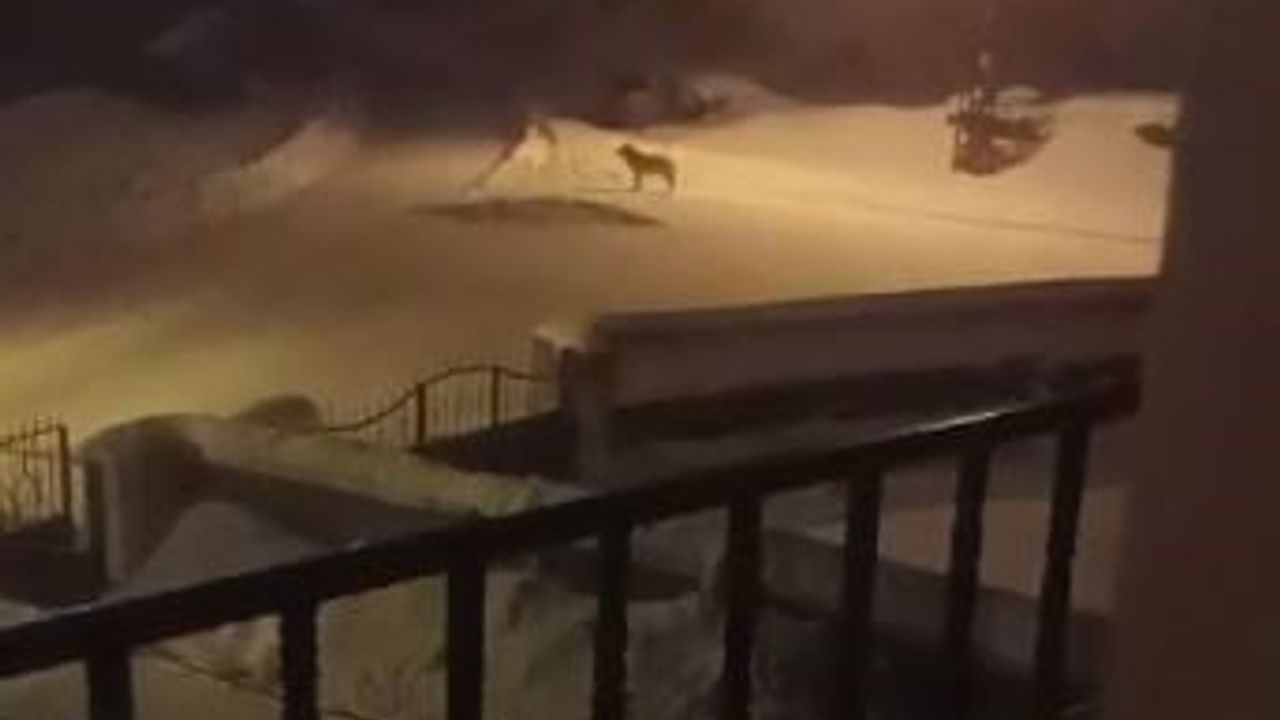 Sivas Altınyayla'da aç kurtlar köy halkını tedirgin etti