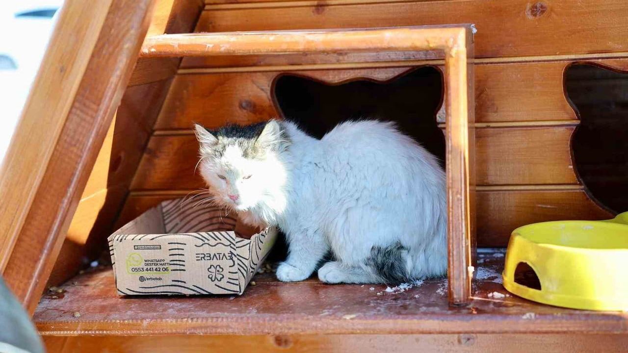 Sivas Belediyesi Sokak Kedilerine Kış Boyu Destek Sağlıyor