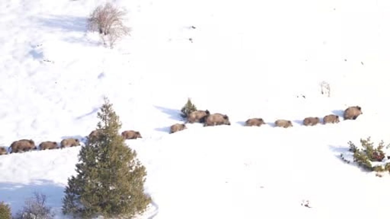 Sivas'ta -20°C'de domuz sürüsünün suya girip karşı kıyıya geçişi görüntülendi