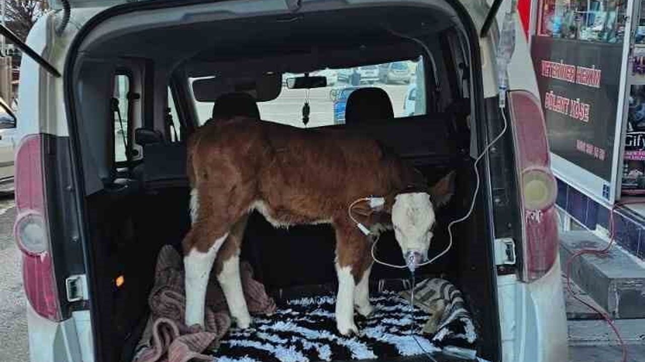 Sivas’ta 6 günlük buzağı karbonmonoksit zehirlenmesi sonrası bagajda acil müdahale