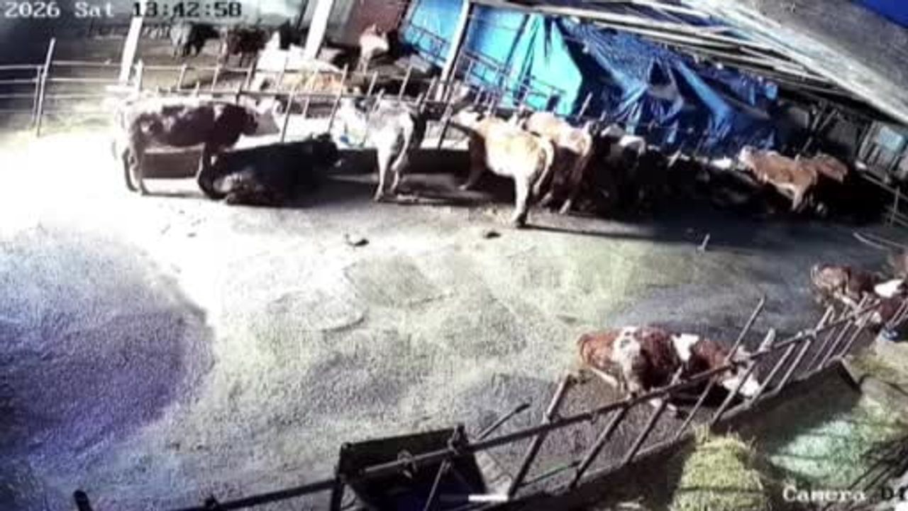 Sivas'ta ahır çöktü: Altınyurt'ta kar nedeniyle hayvanlar enkaz altında