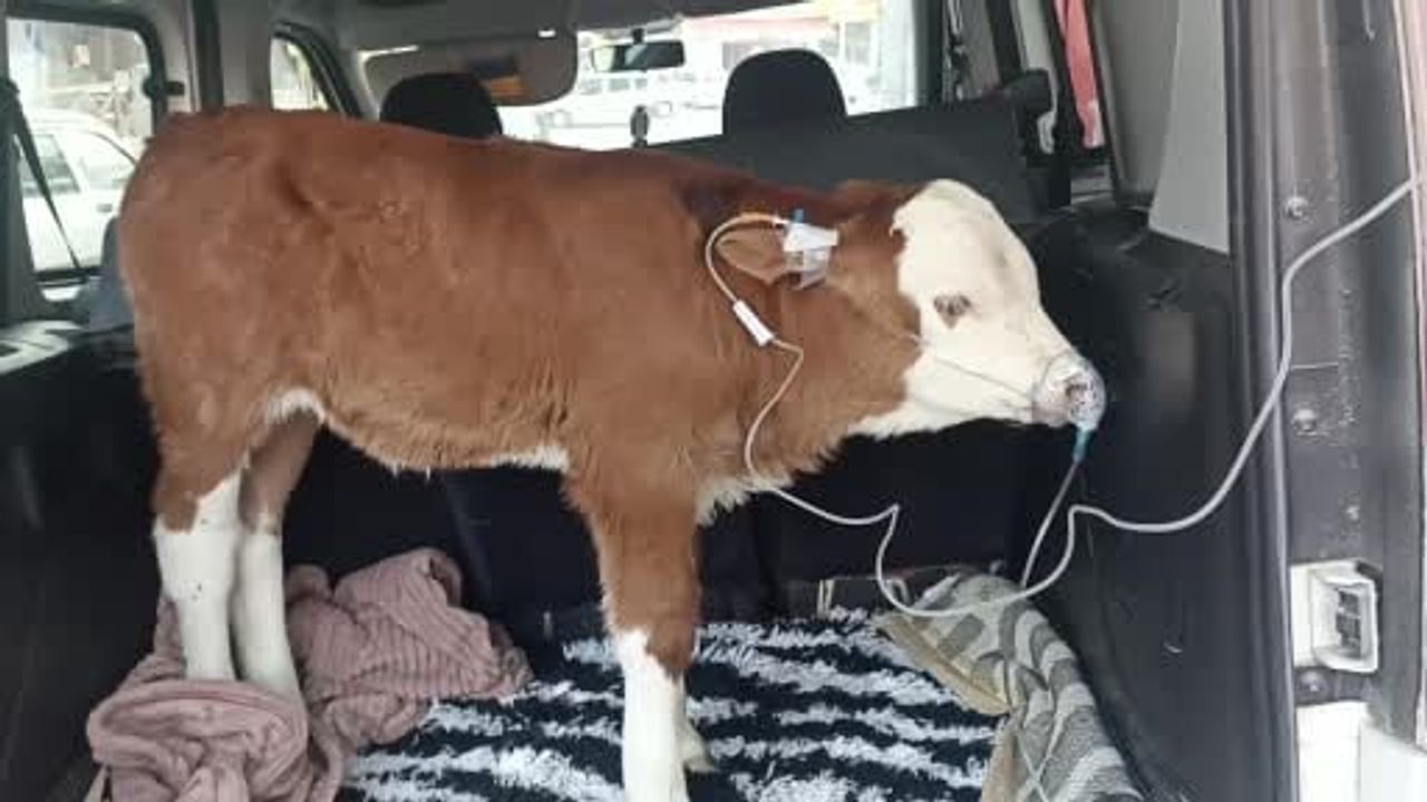 Sivas’ta ahır dumanından zehirlenen 6 günlük buzağıya otomobil bagajında acil müdahale