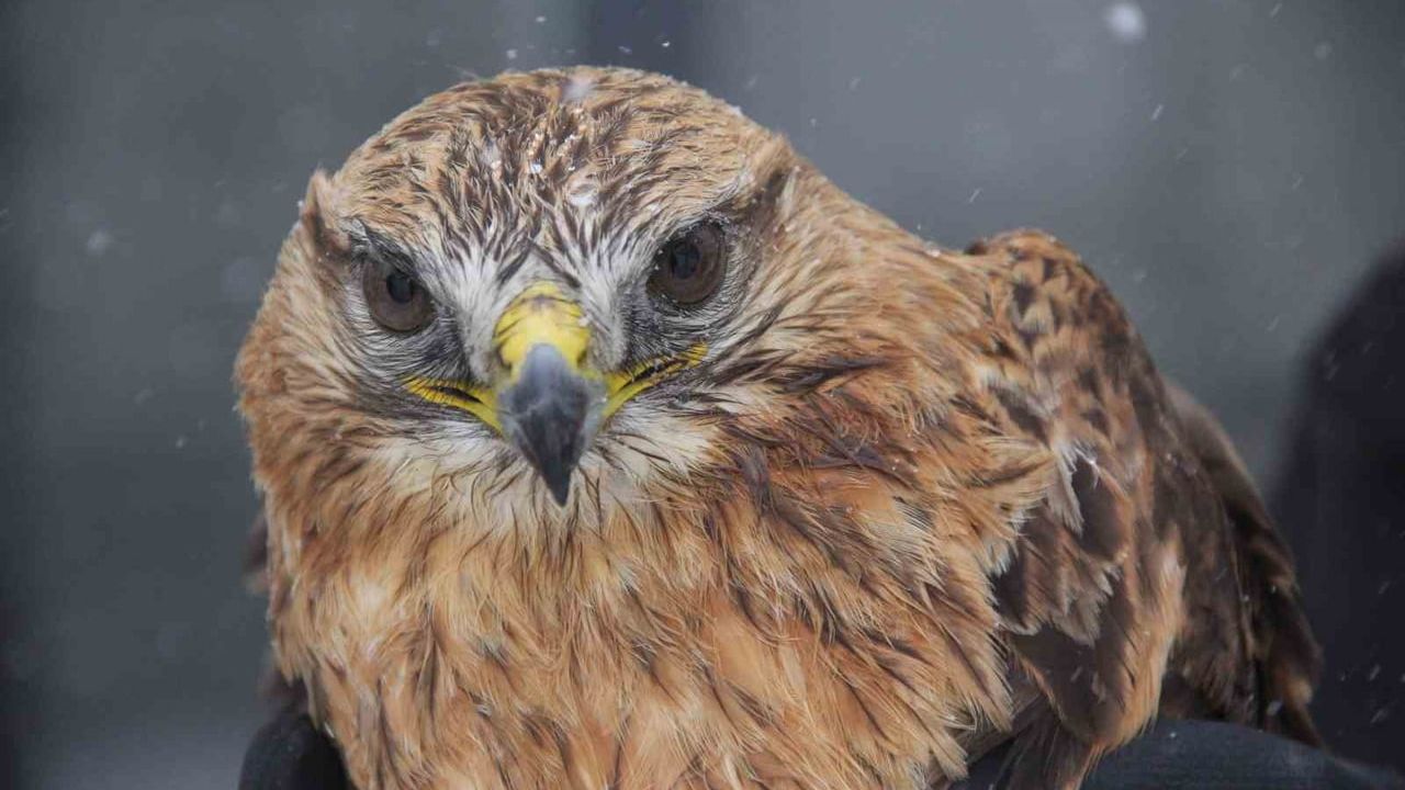 Sivas’ta Bitkin Kızıl Şahin Esnaf Tarafından Koruma Altına Alındı