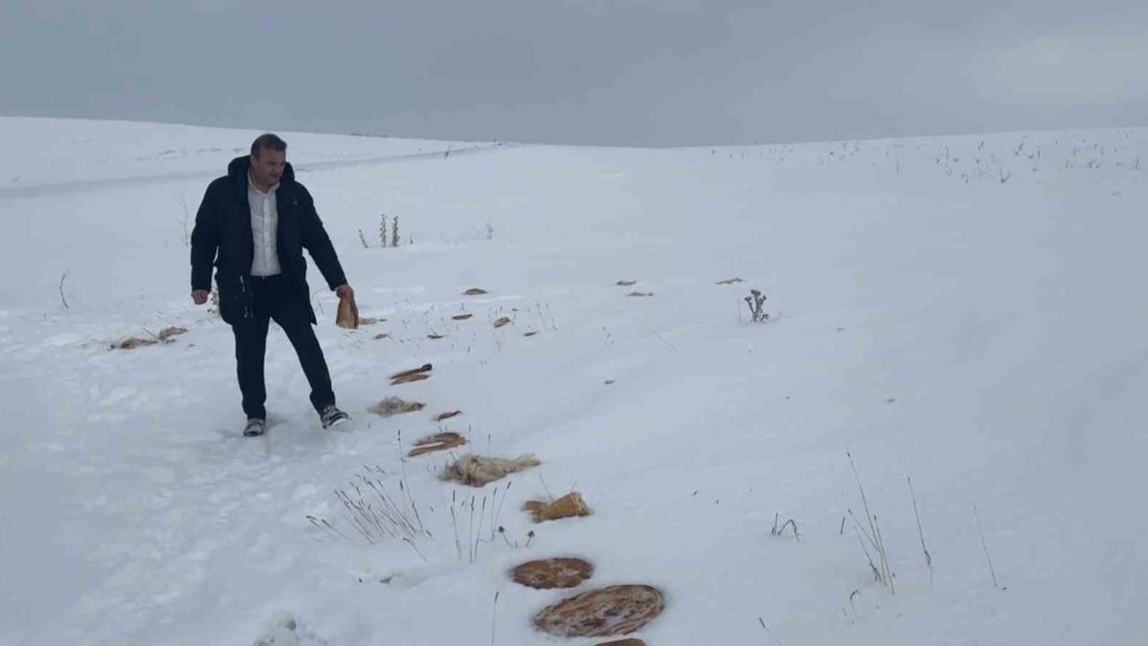 Sivas'ta Kızılhüyük köyünde kurtlar için araziye yiyecek bırakıldı