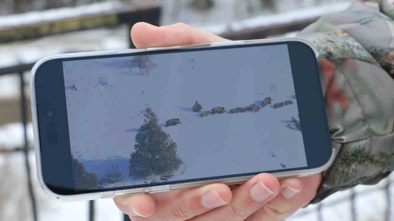 Sivas'ta sıfırın altında 20 derece: Domuz sürüsü tek sıra halinde suyu geçti