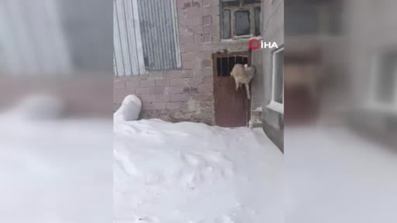 Sivas'ta tipide ahıra giren köpek kapıya sıkıştı