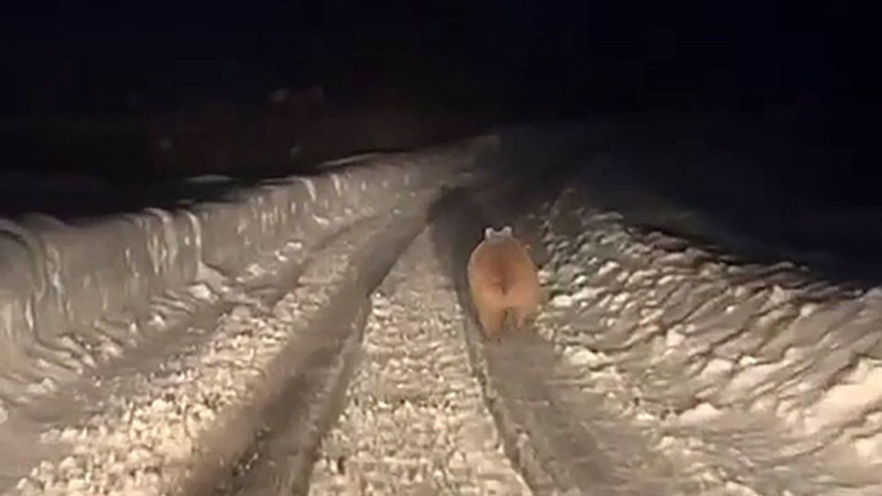 Sivas'ta uyumayan boz ayı yolda görüntülendi