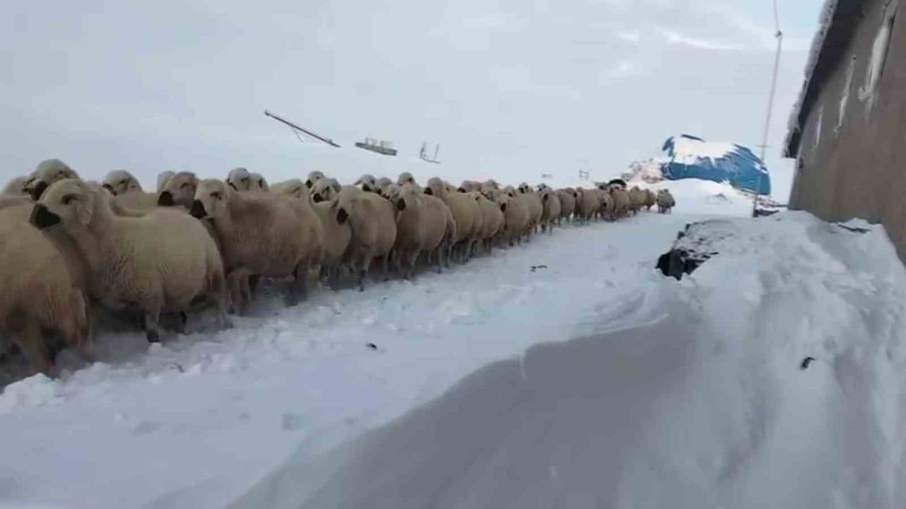 Sivas’ta Yoğun Kar: Bazı Noktalarda 2 Metreyi Aştı, Hayvancılar Zorlandı