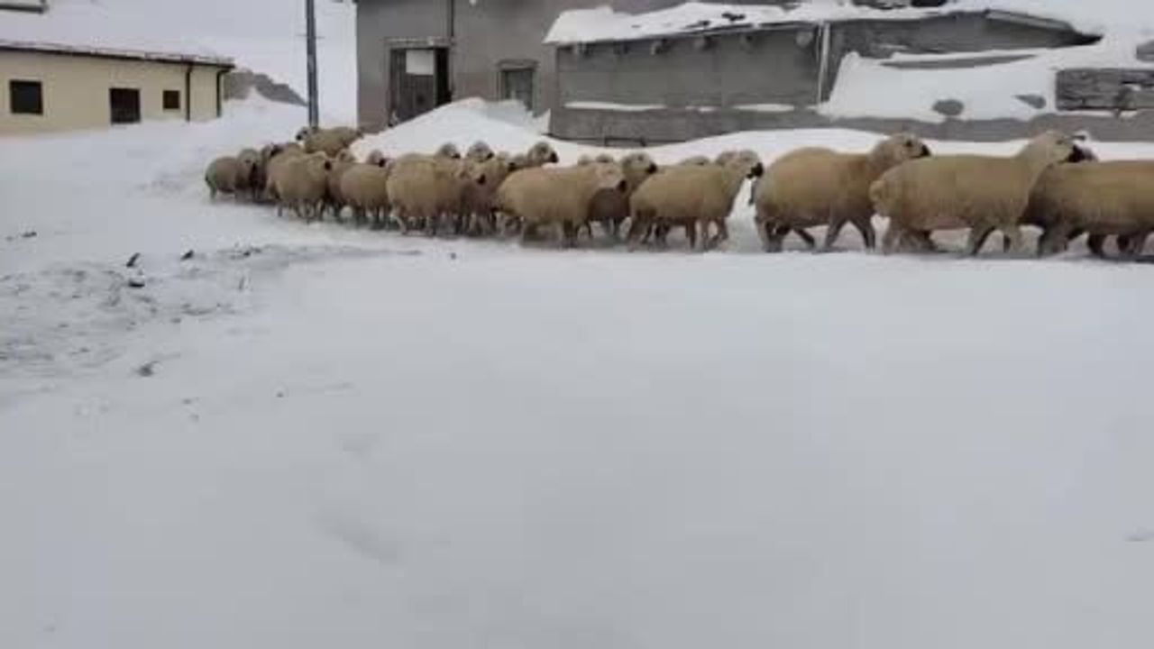 Sivas'ta Yoğun Kar: Hayvancılar Zorlandı