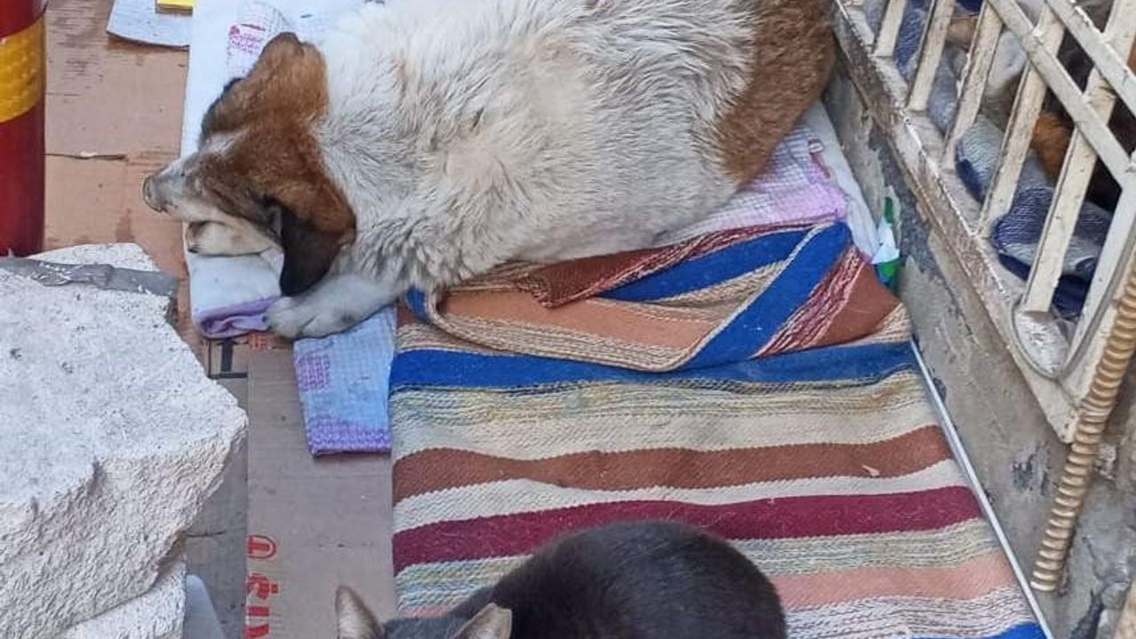 Soğuk Hava İzmir’de İki Kedi ve Bir Köpeği Aynı Yuvada Buluşturdu