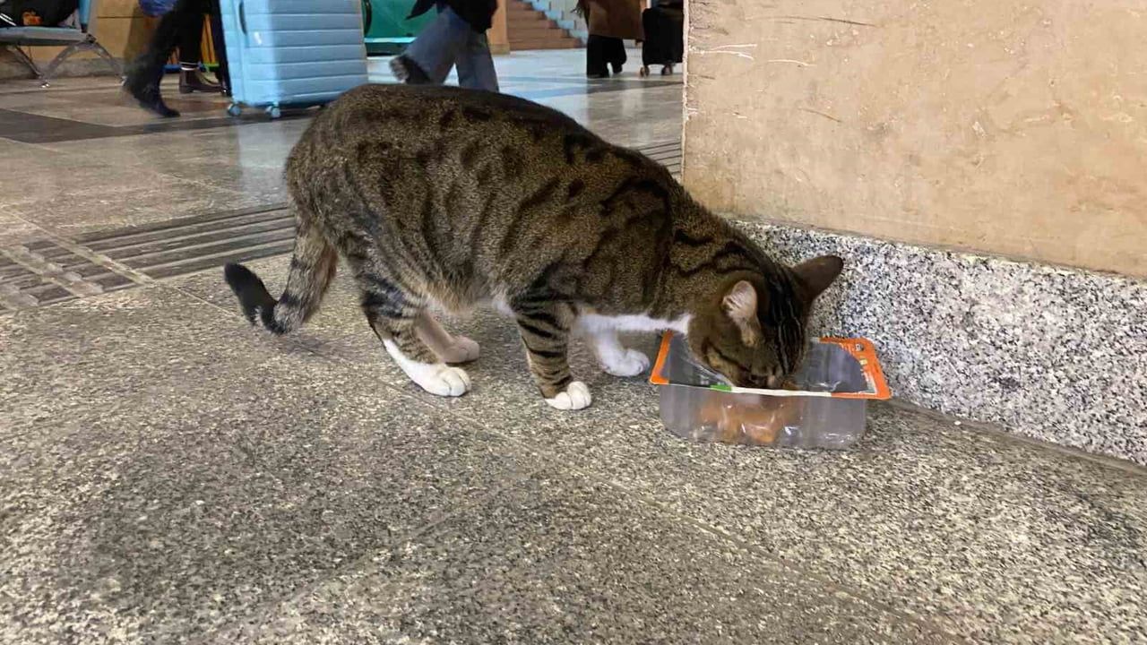 Soğukta üşüyen sokak kedileri Eskişehir tren garında ısındı