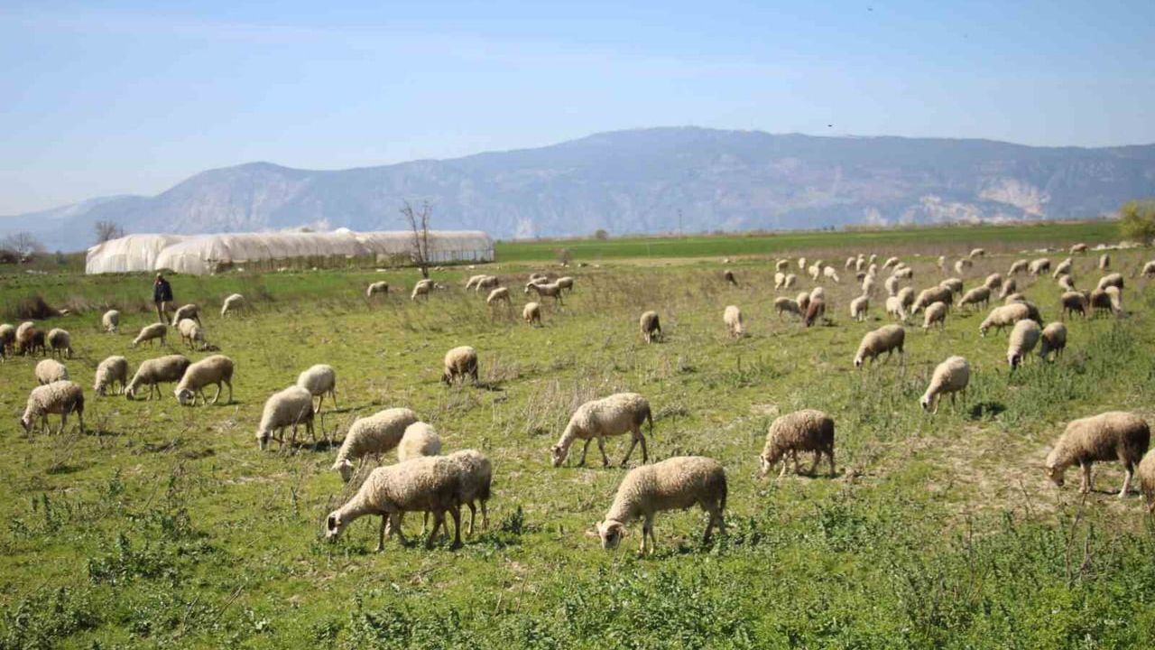 Söke'de 2025 1. Dönem Buzağı, Malak, Kuzu ve Oğlak Destekleme İcmalleri Askıda