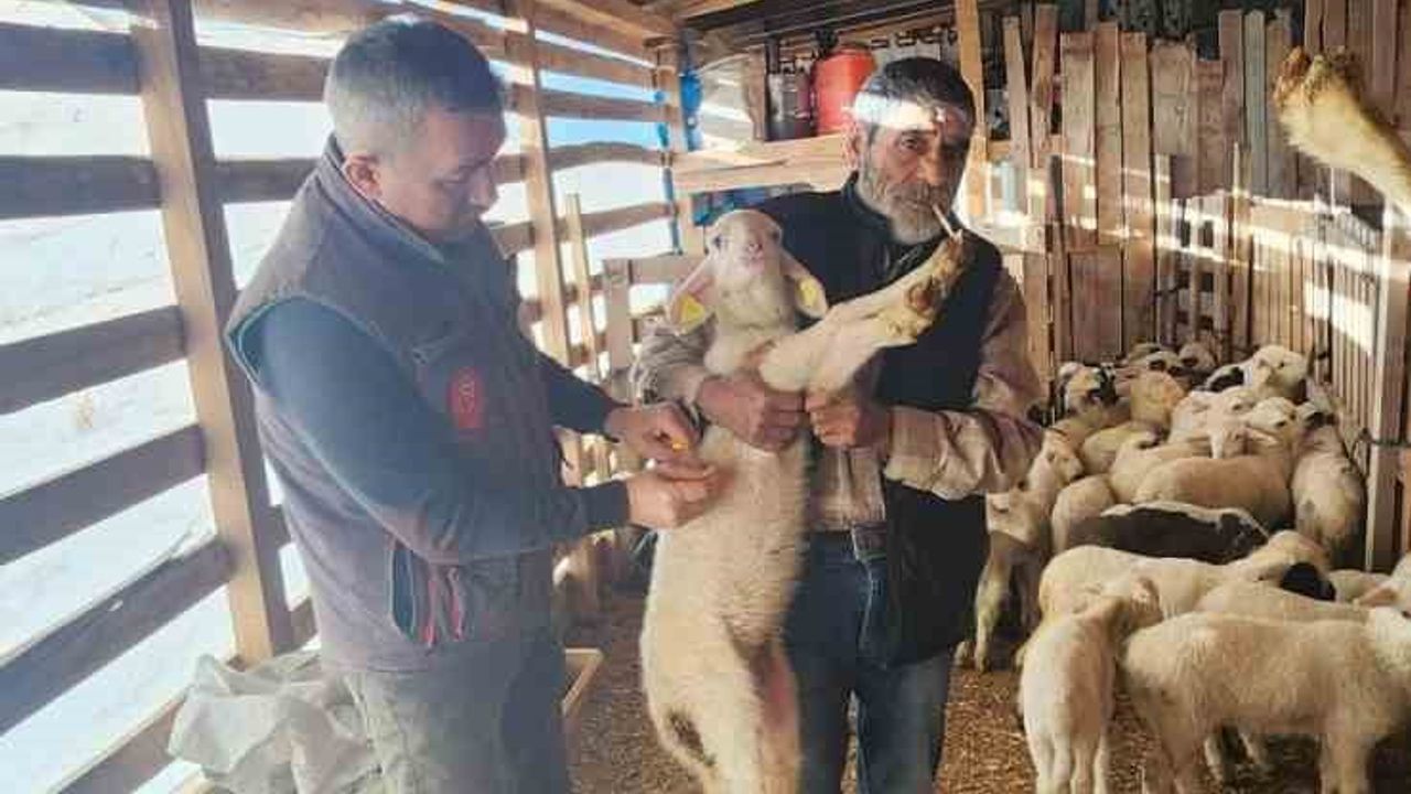 Söke İlçe Tarım ve Orman Müdürlüğü Sazlı'da kuzulara küpeleme ve veba aşısı uyguladı