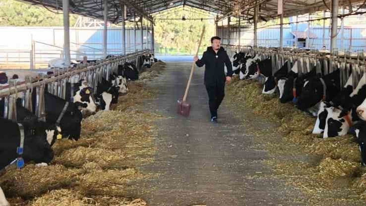 Söke TAYEM'de büyükbaş hayvanlara tüberküloz ve brucella taraması