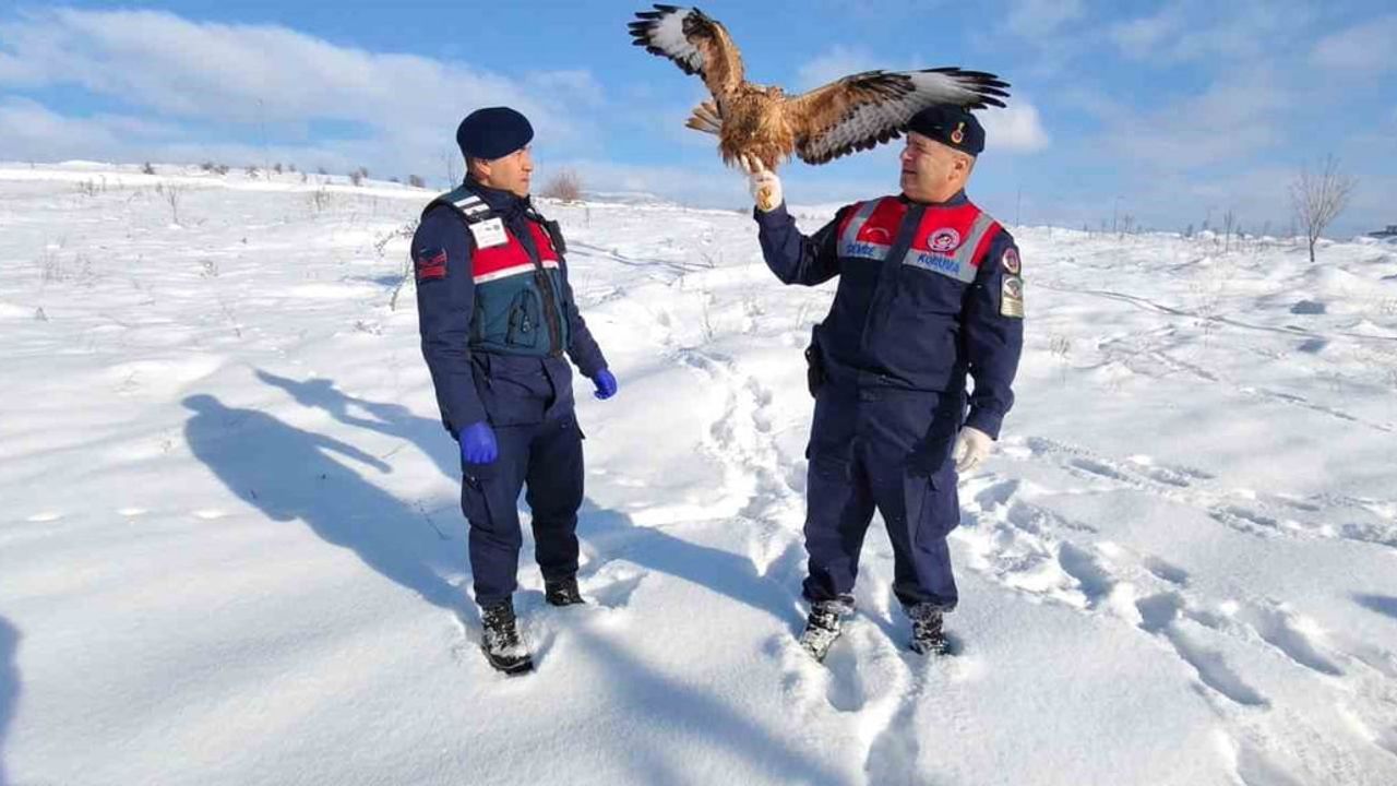 Sorgun'da yaralı kızıl şahin koruma altına alındı