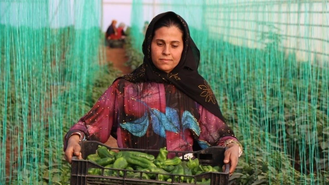 Tarımsal Girdi Fiyat Endeksi Kasım 2025'te yıllık yüzde 34,24 arttı