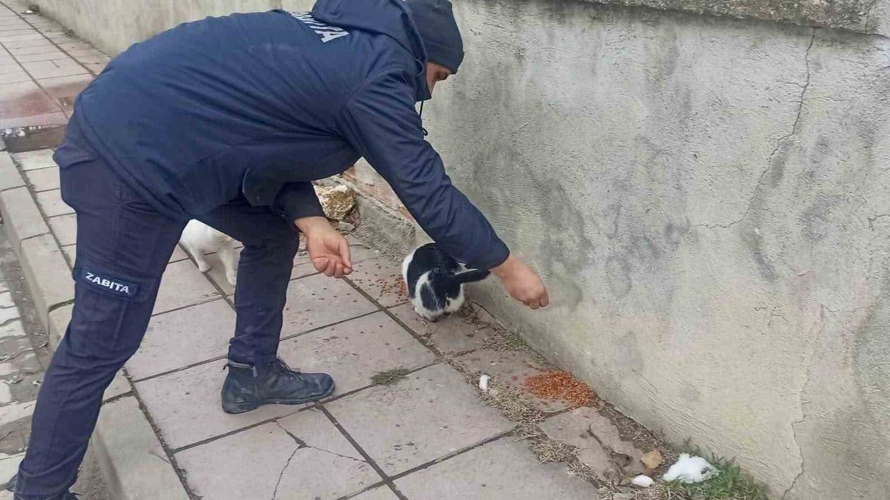 Taşköprü Belediyesi'nden Sokak Hayvanlarına Kış Desteği