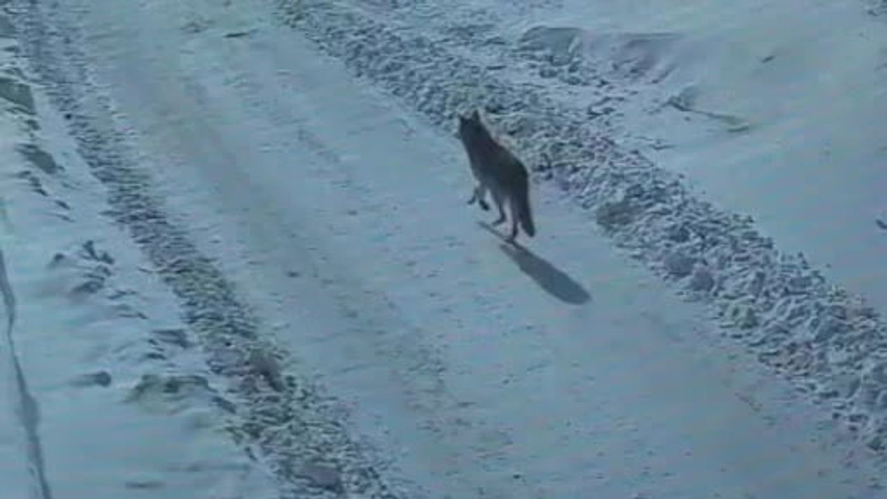 Tatvan'da gündüz vakti kurt site çevresinde görüntülendi