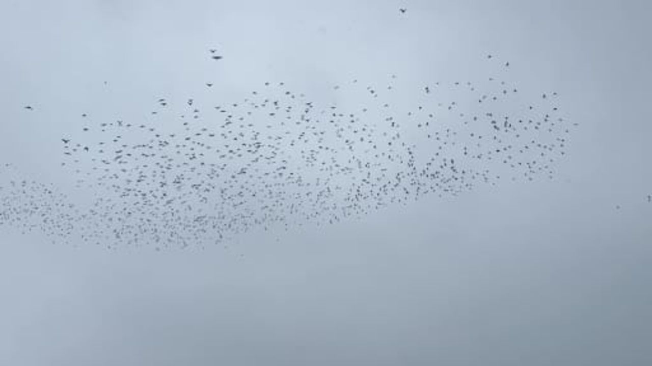 Tatvan'da kışın kuş akını: Van Gölü kıyısında binlerce kuş