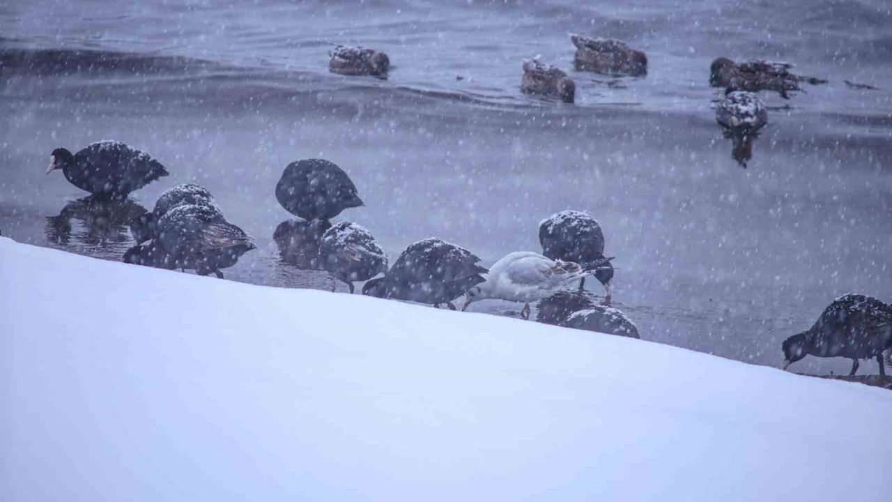 Tatvan’da Kışın Kuş Akını: Van Gölü Sahilinde Yoğun Sürüler