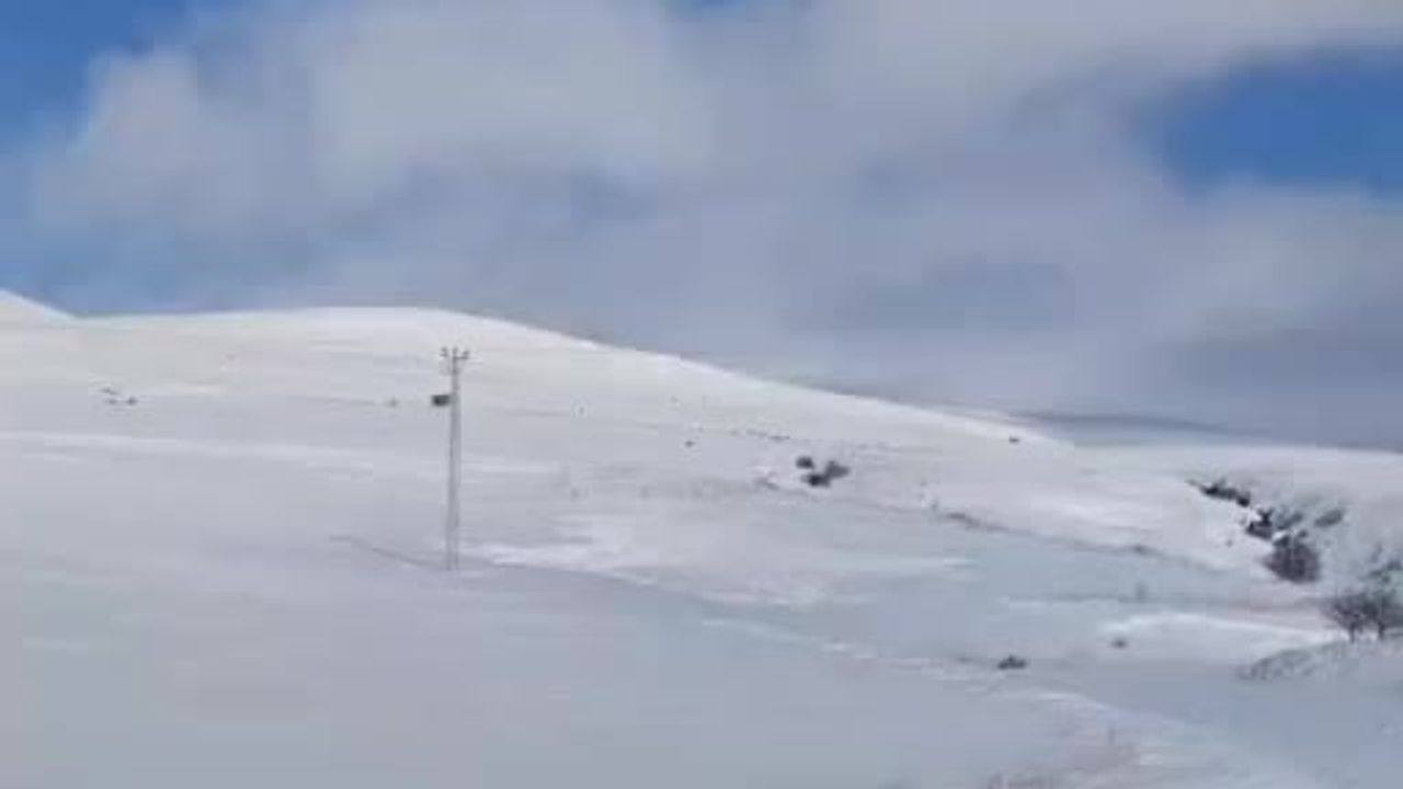 Tatvan kırsalında karlar içinde domuz sürüsü görüntülendi