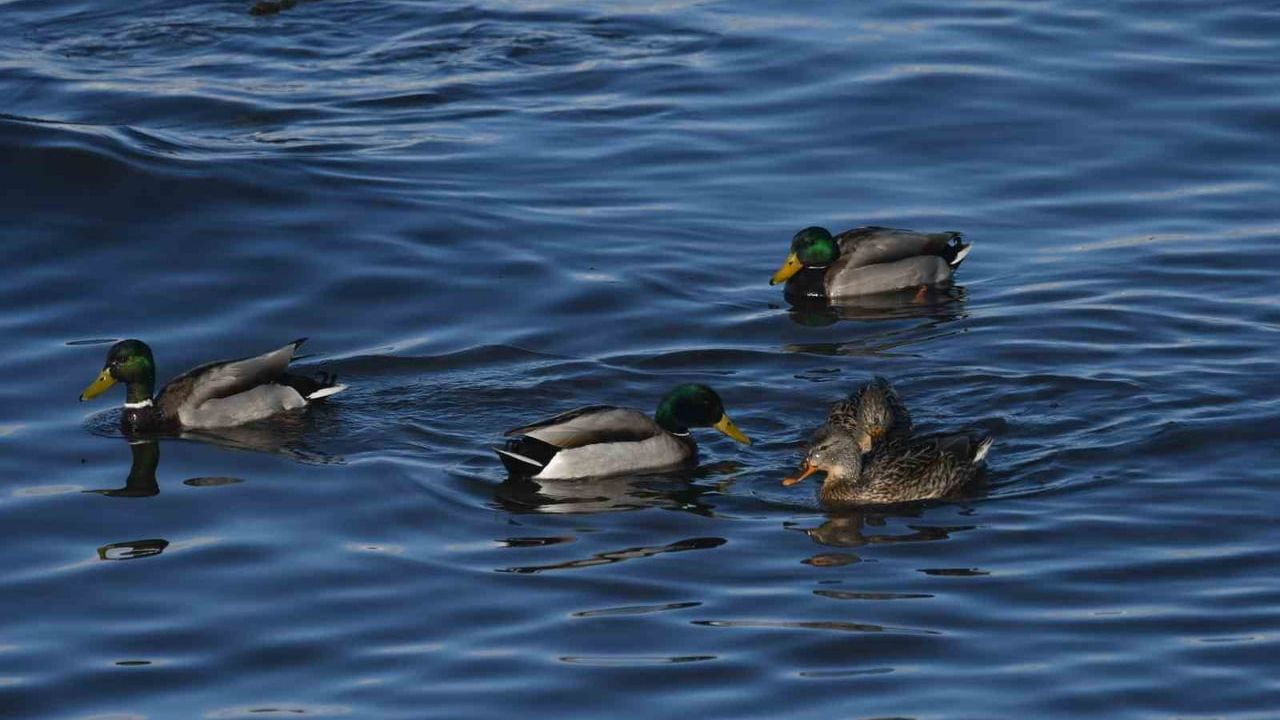 Tatvan sahilinde yeşilbaş ördeklerin zarif görüntüleri