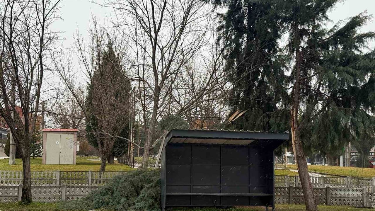 Tavşanlı'da kuvvetli rüzgar bir ağacı yola devirdi