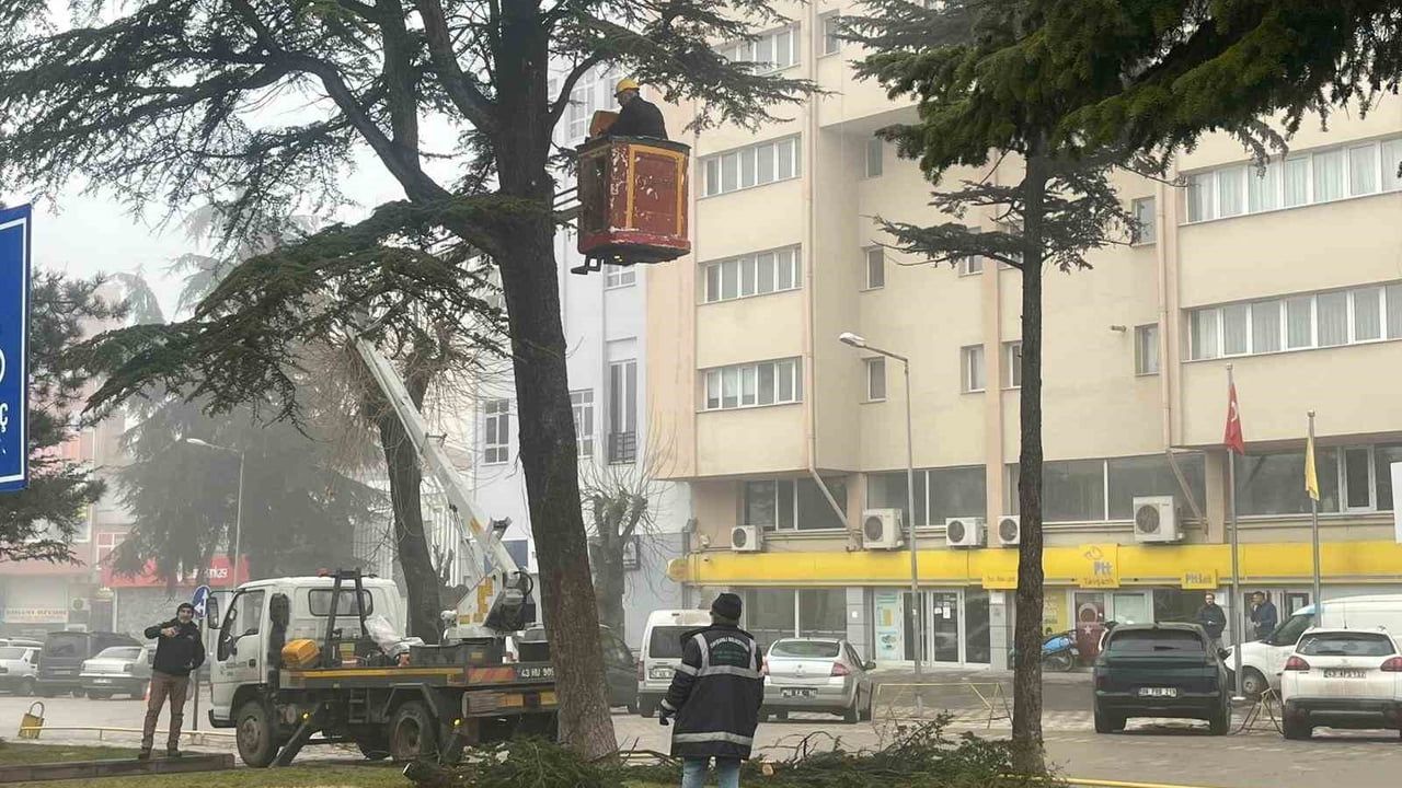 Tavşanlı'da riskli ağaçlara sepetli araçla müdahale