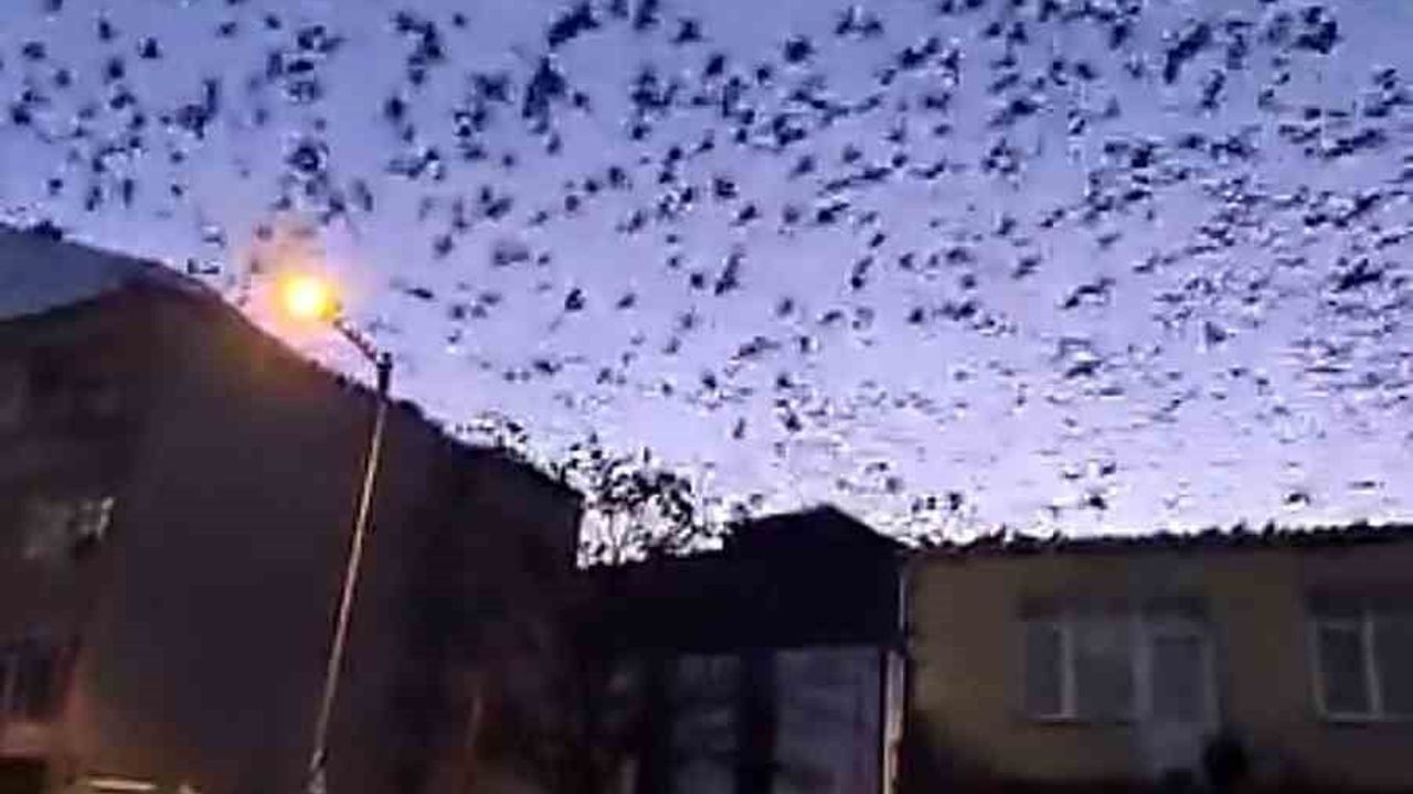 Tekirdağ Muratlı'da Sabah Kuş Sürüsü Gökyüzünü Kapladı