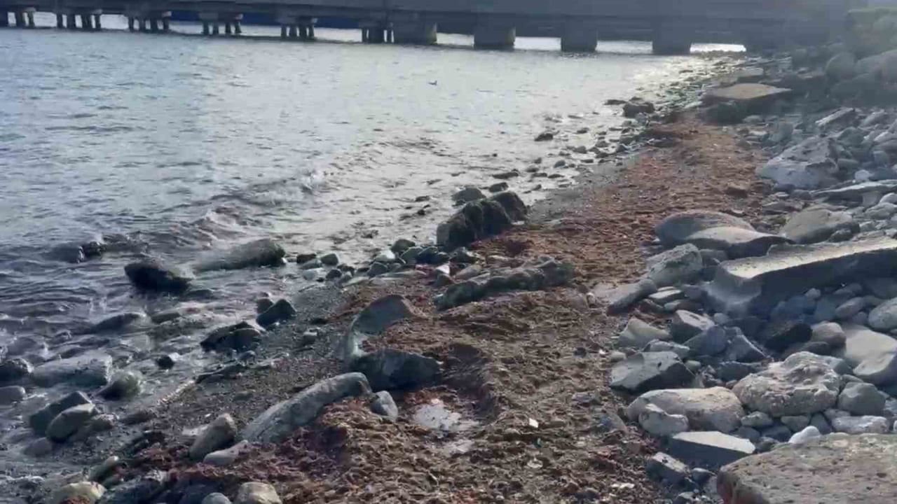 Tekirdağ sahilinde kuvvetli lodostan kırmızı yosun birikimi