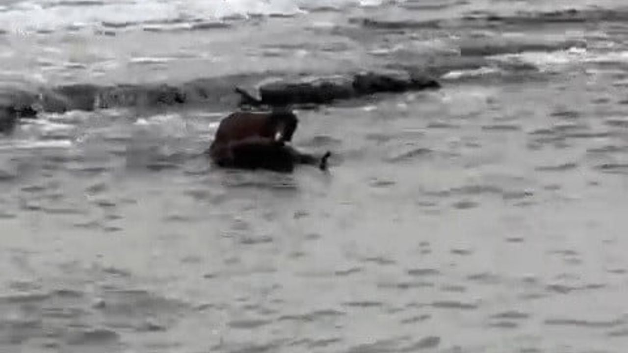 Tekirdağ sahilinde nesli tehlikedeki su samuru görüldü