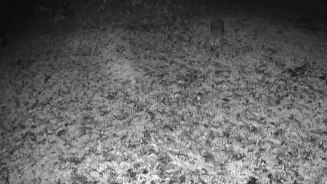 Terkos Gölü'nde gece kaydı: Karavan kamerasına yansıyan kurt