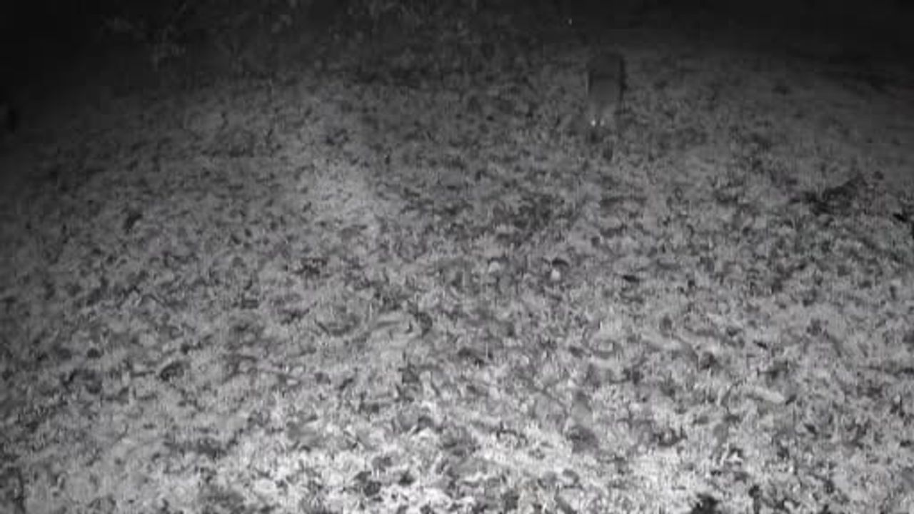 Terkos Gölü'nde gece sürprizi: Karavan kamerasına yansıyan kurt