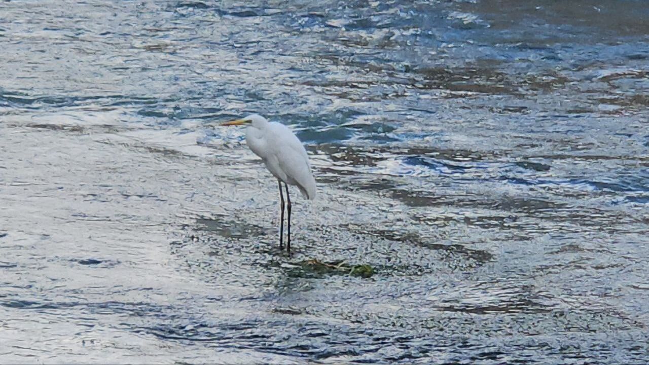 Tohma Çayı'nda Balıkçıl Kuş Darende'de İlgi Odağı