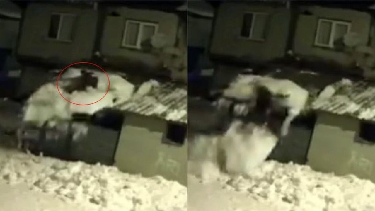 Tokat'ta garaj çatısında kar temizlerken düşme anı güvenlik kamerasında